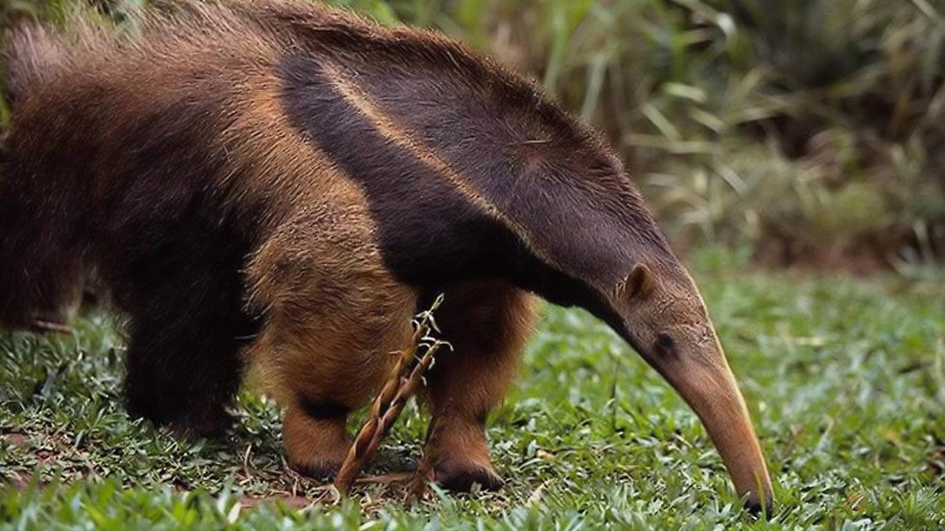 Anteater Wallpapers Wallpaper Cave