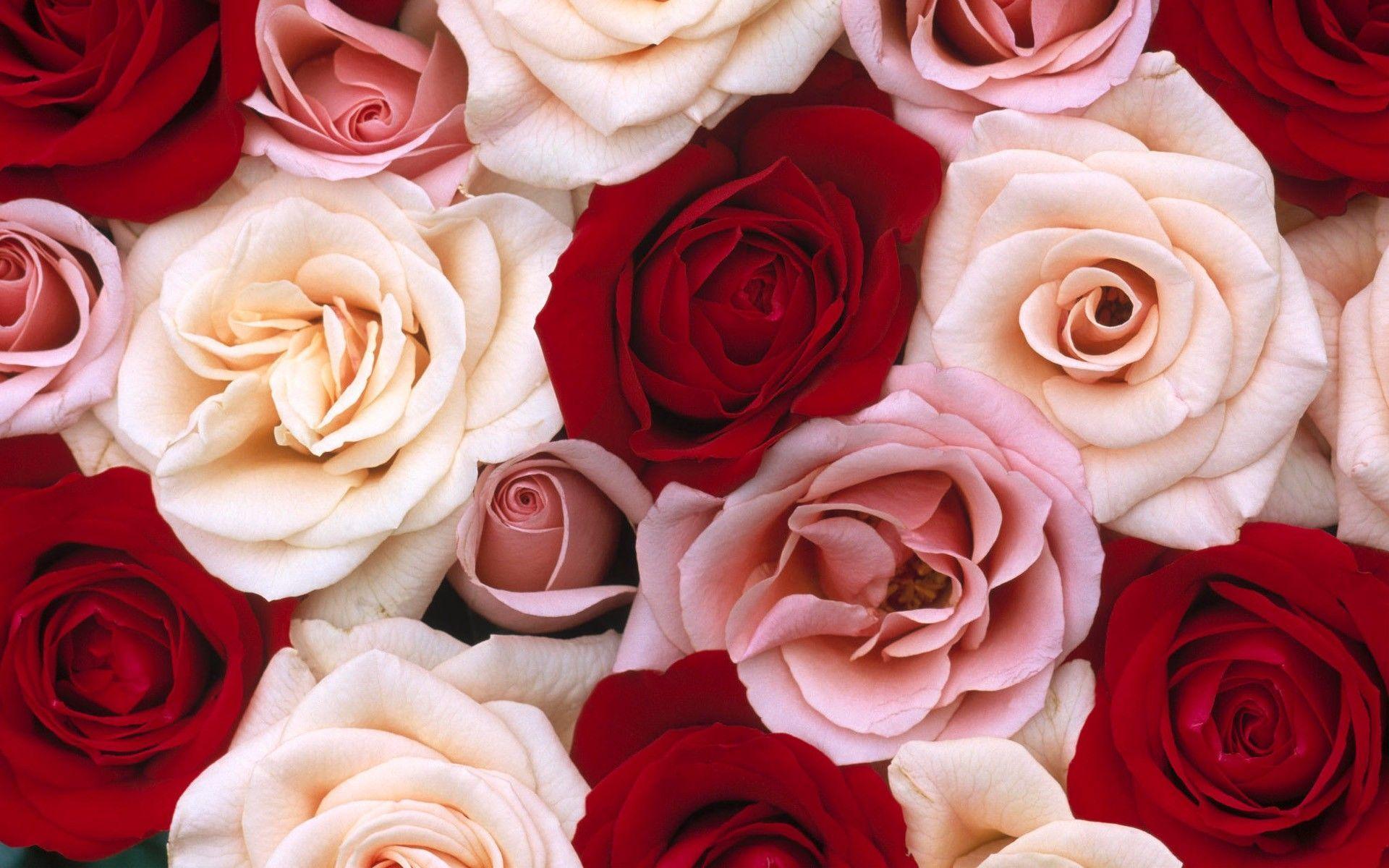 Red Roses Backgrounds Wallpaper Cave