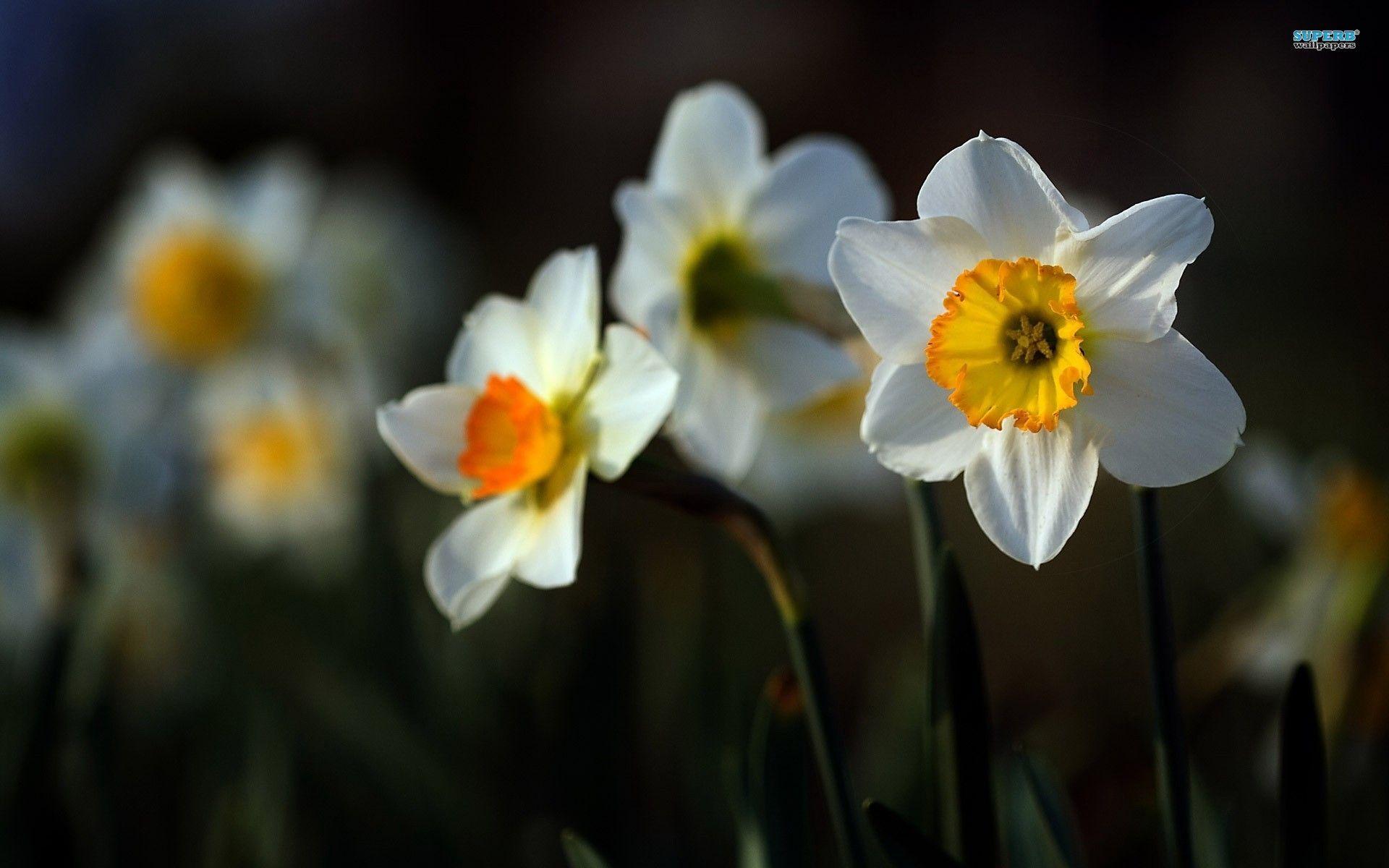 Daffodil Wallpapers Wallpaper Cave