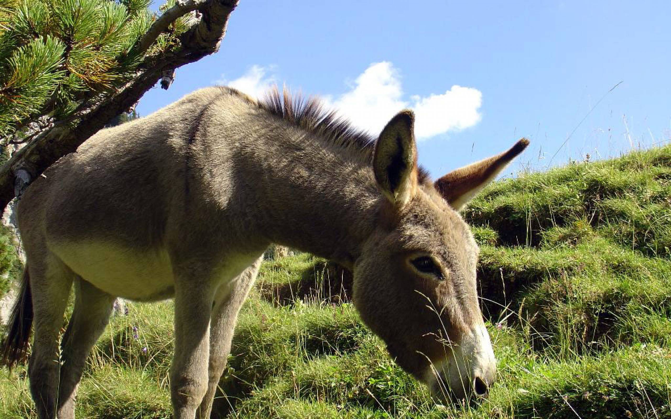 Donkey Wallpapers Wallpaper Cave