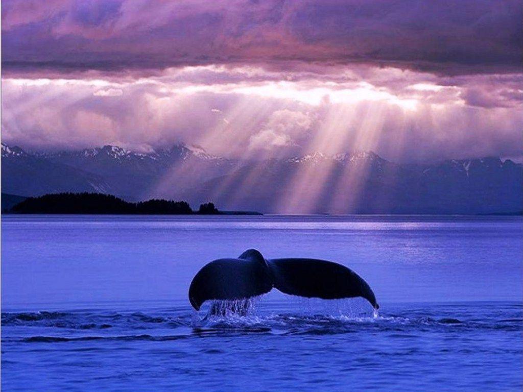 Blue Whale Wallpapers Wallpaper Cave