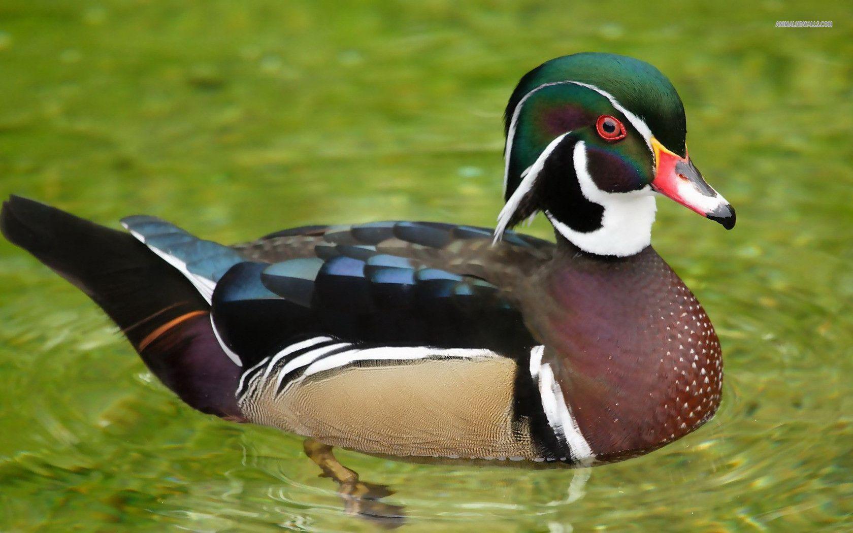 Wood Duck Wallpapers Wallpaper Cave