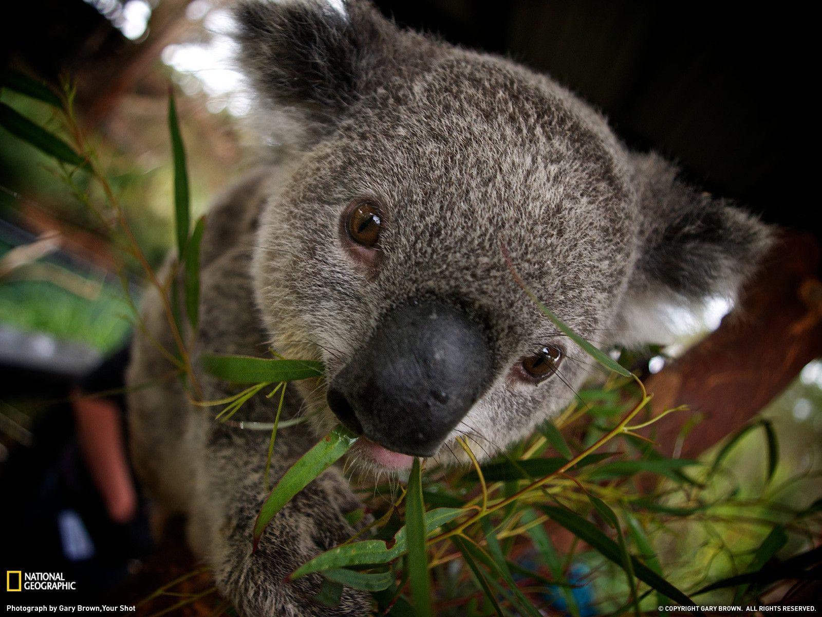 Koala Wallpapers Wallpaper Cave