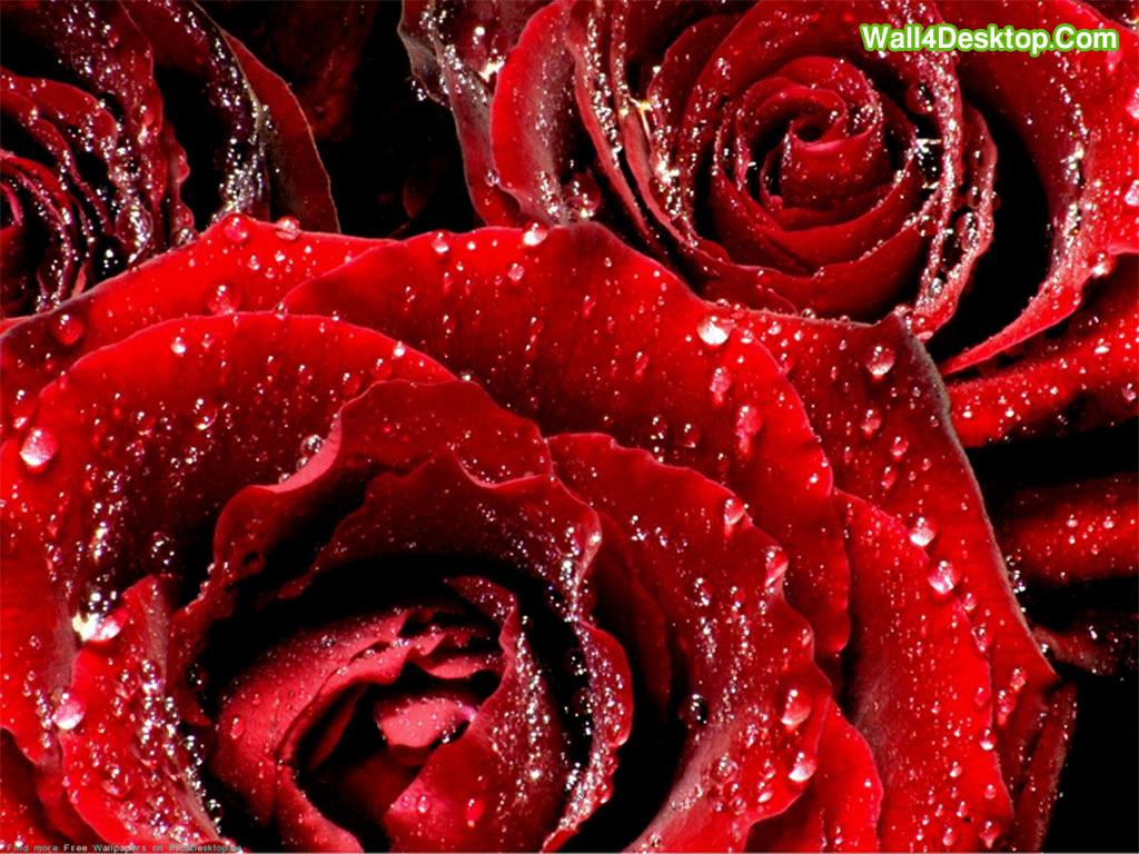 Flower Wallpapers Red Rose Wallpaper Cave