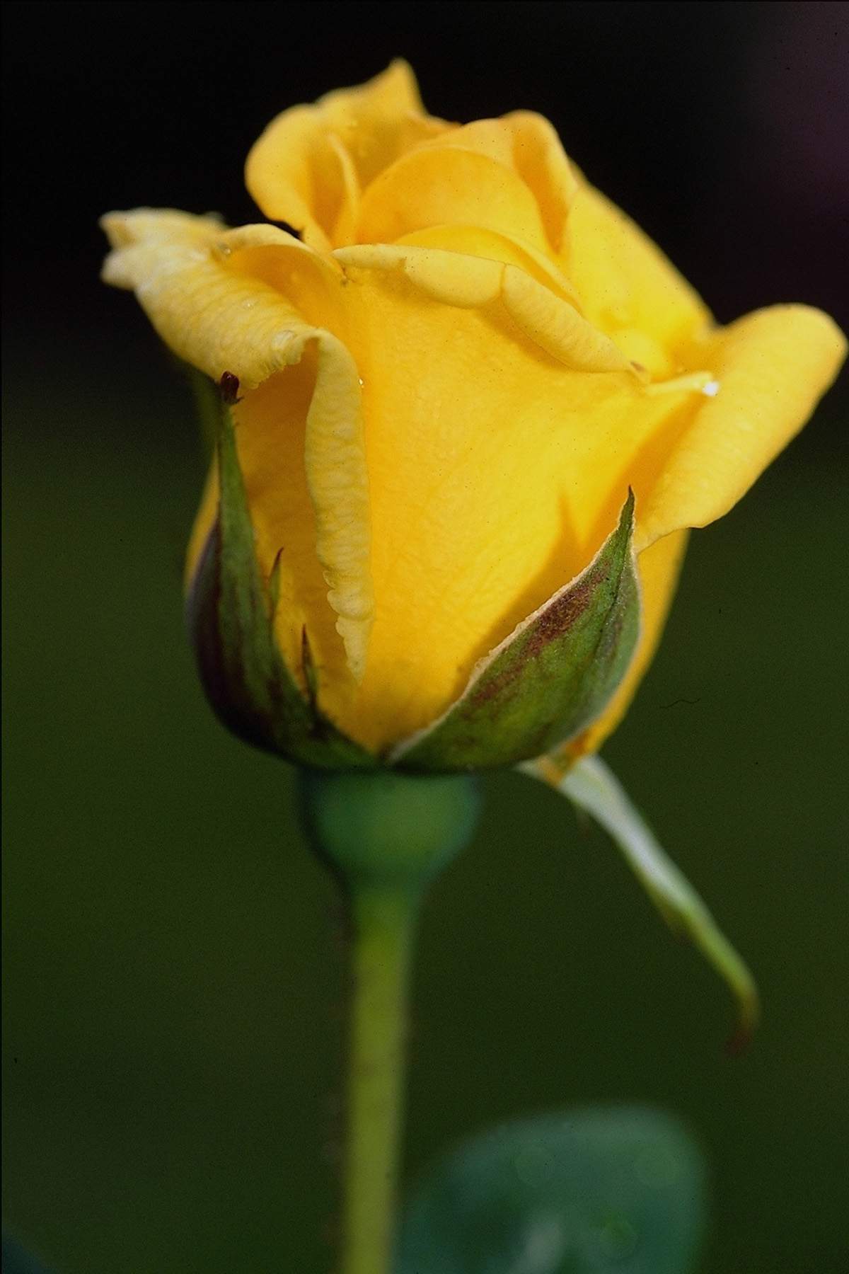 Yellow Rose Flower Wallpapers Wallpaper Cave