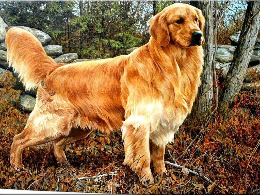Golden Retriever Wallpapers Wallpaper Cave
