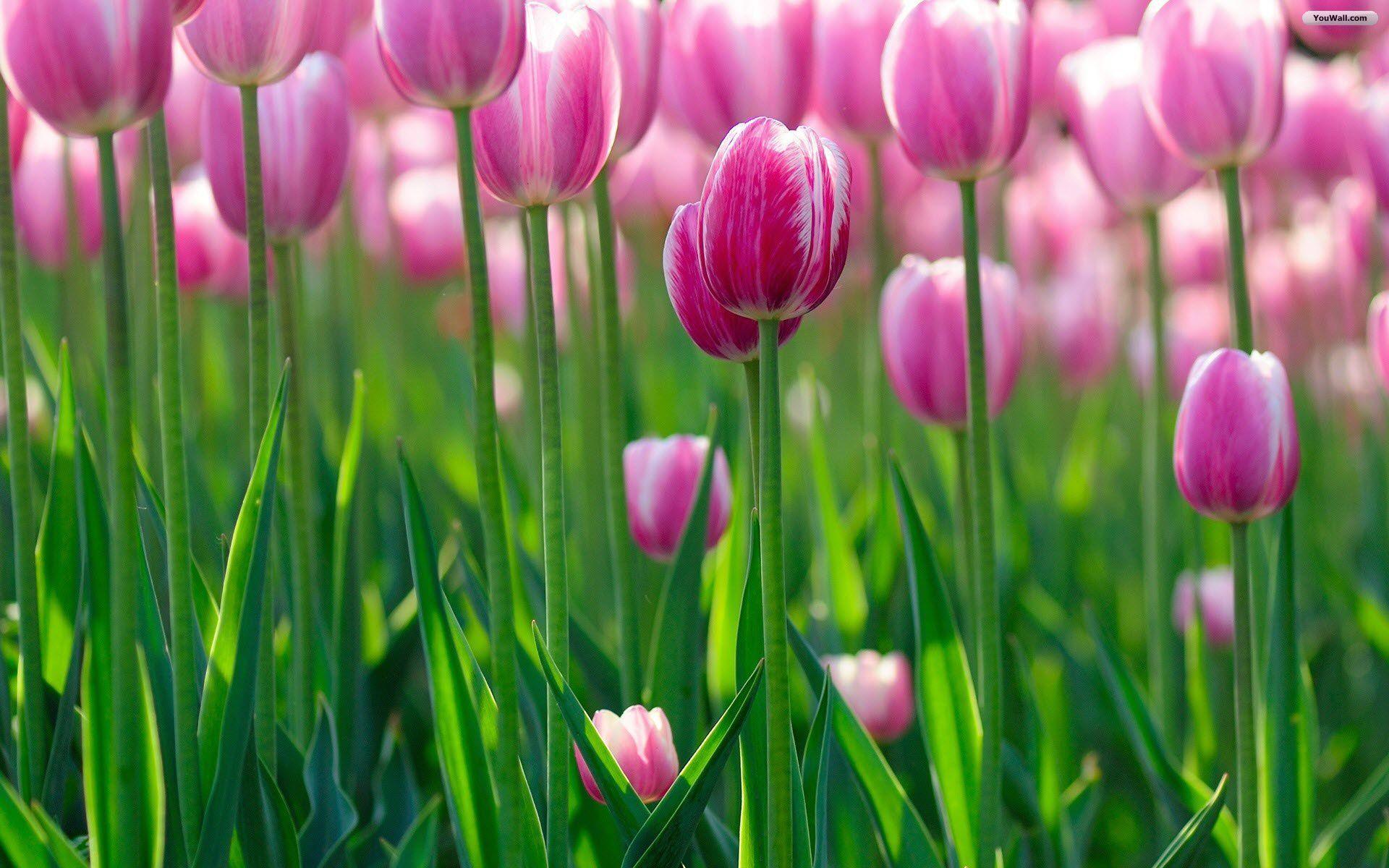 Pink Tulips Wallpapers Wallpaper Cave