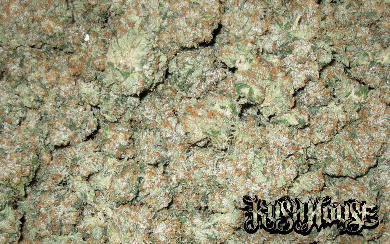 Kush Wallpapers Wallpaper Cave