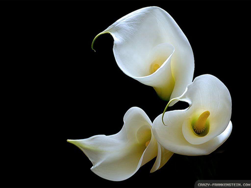 Calla Lily Wallpapers Wallpaper Cave