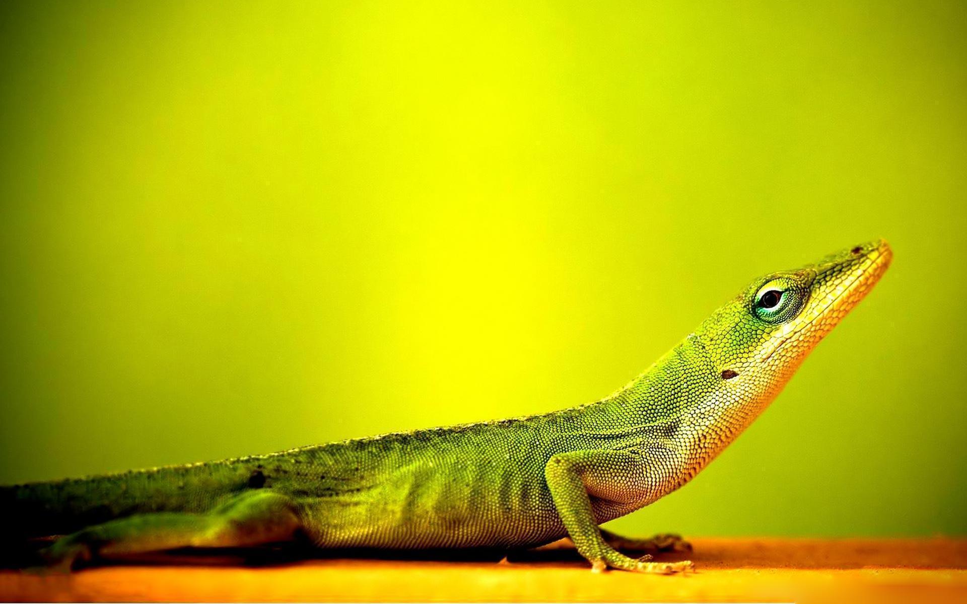 Lizard Wallpapers Wallpaper Cave