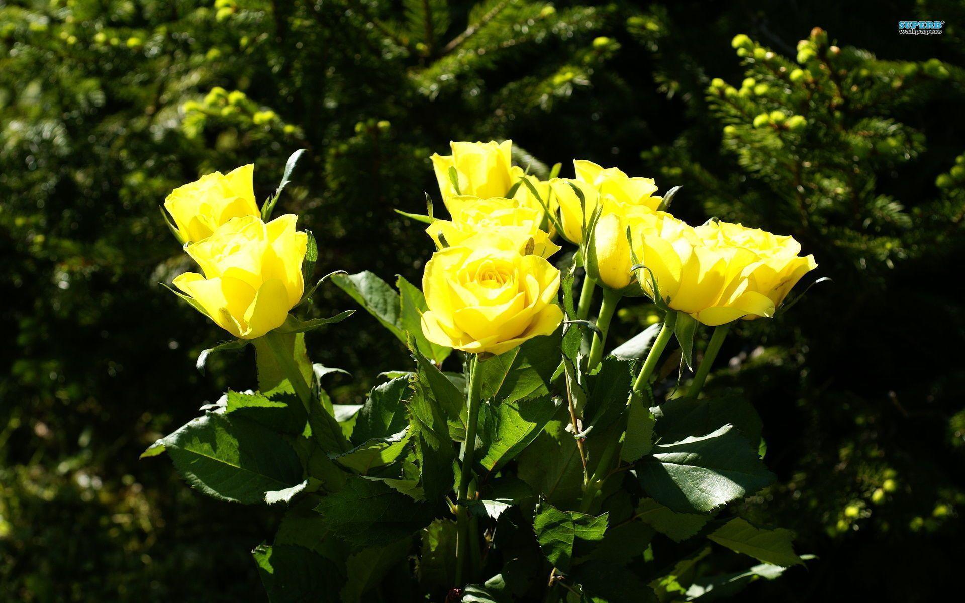 Yellow Rose Flower Wallpapers Wallpaper Cave