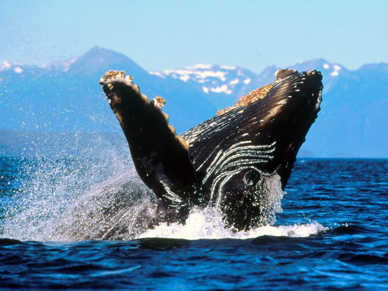 Humpback Whale Wallpapers Wallpaper Cave