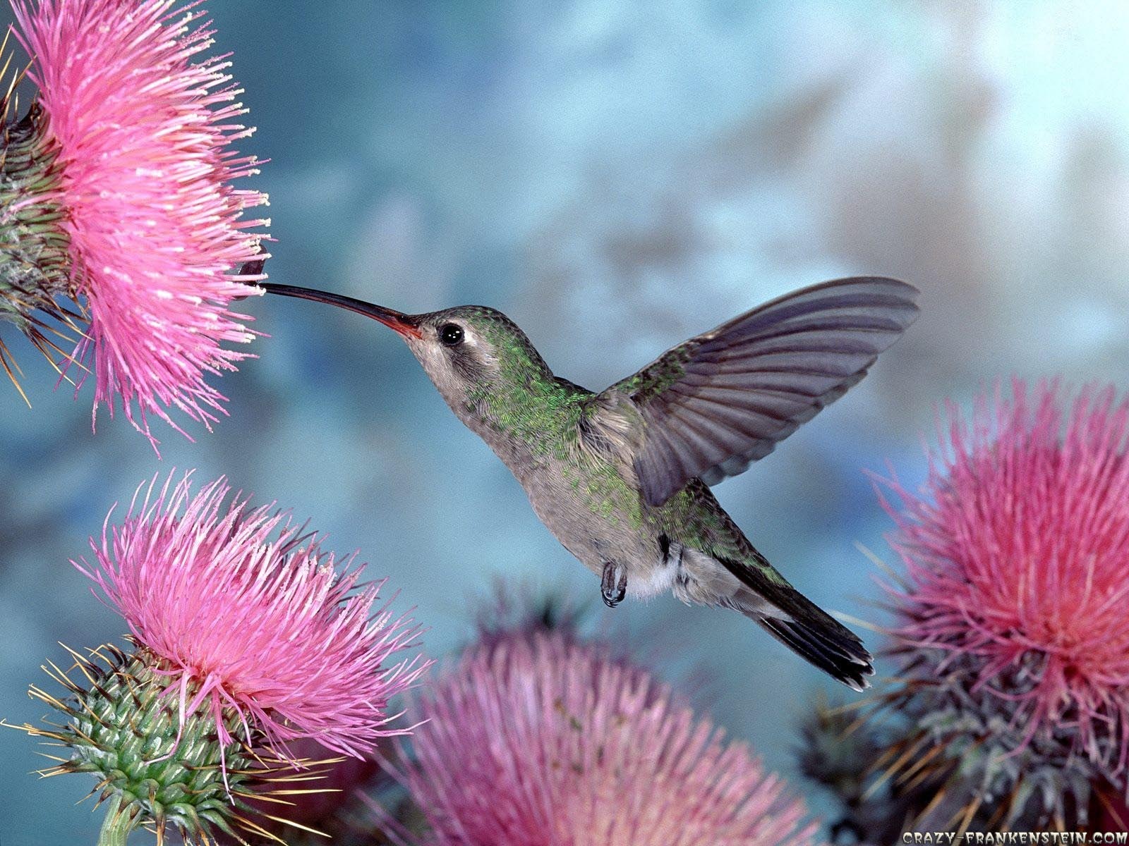 Free Hummingbird Wallpapers Wallpaper Cave