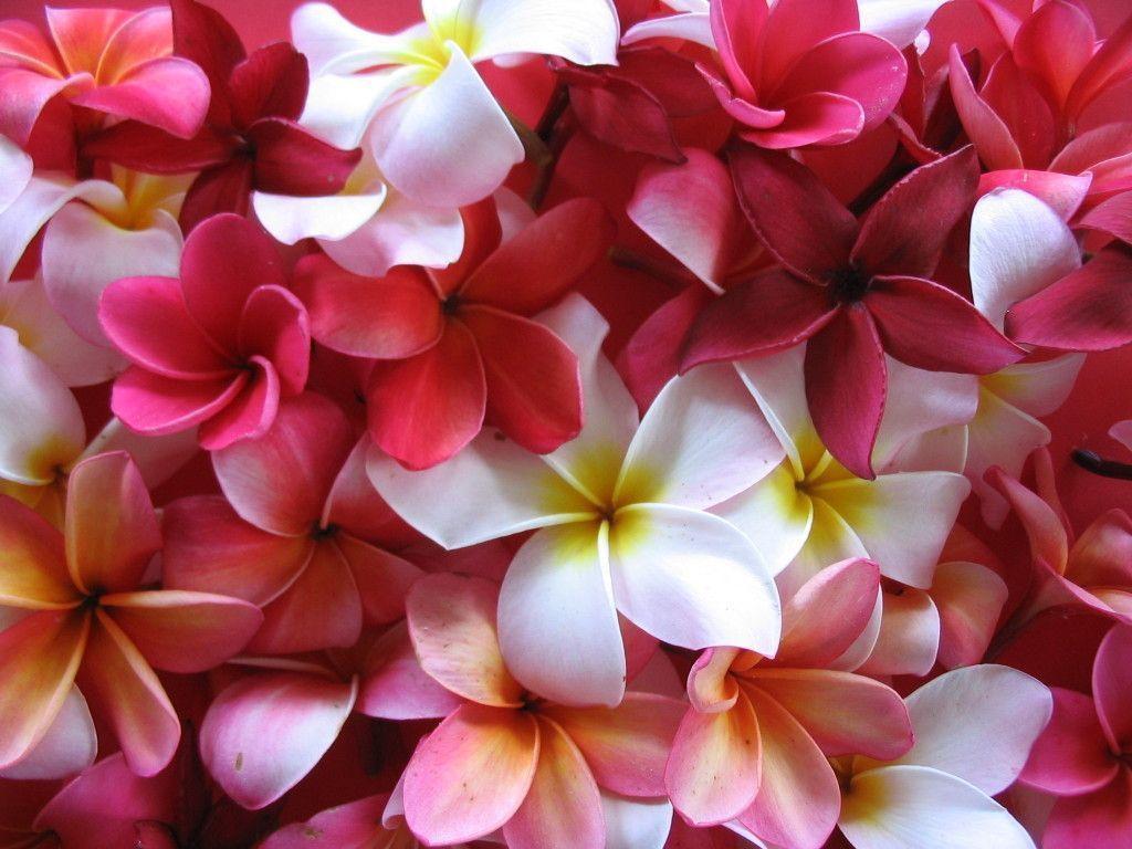 Plumeria Wallpapers Wallpaper Cave