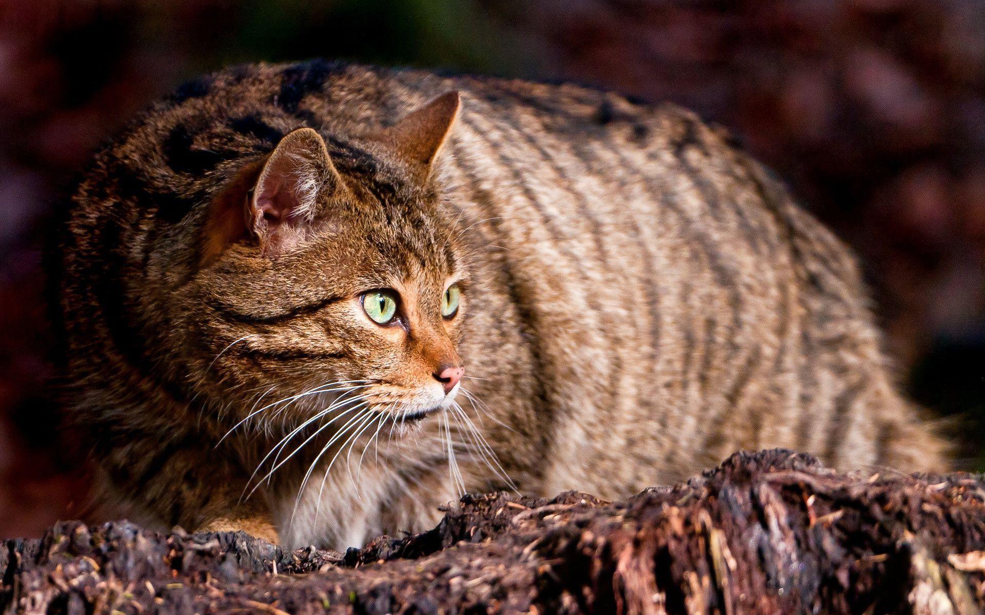 Wild Cat Wallpapers Wallpaper Cave