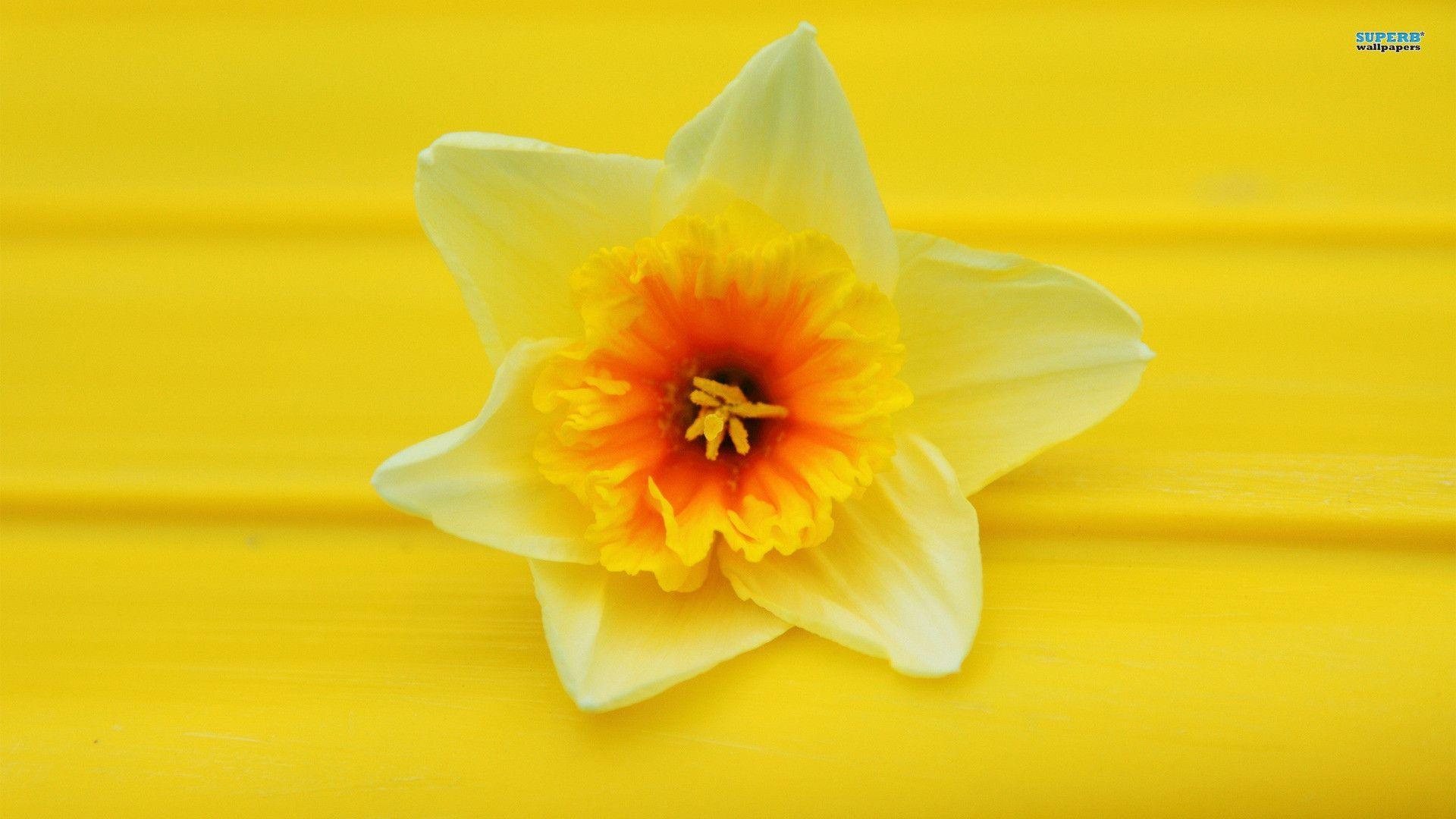 Daffodil Wallpapers Wallpaper Cave