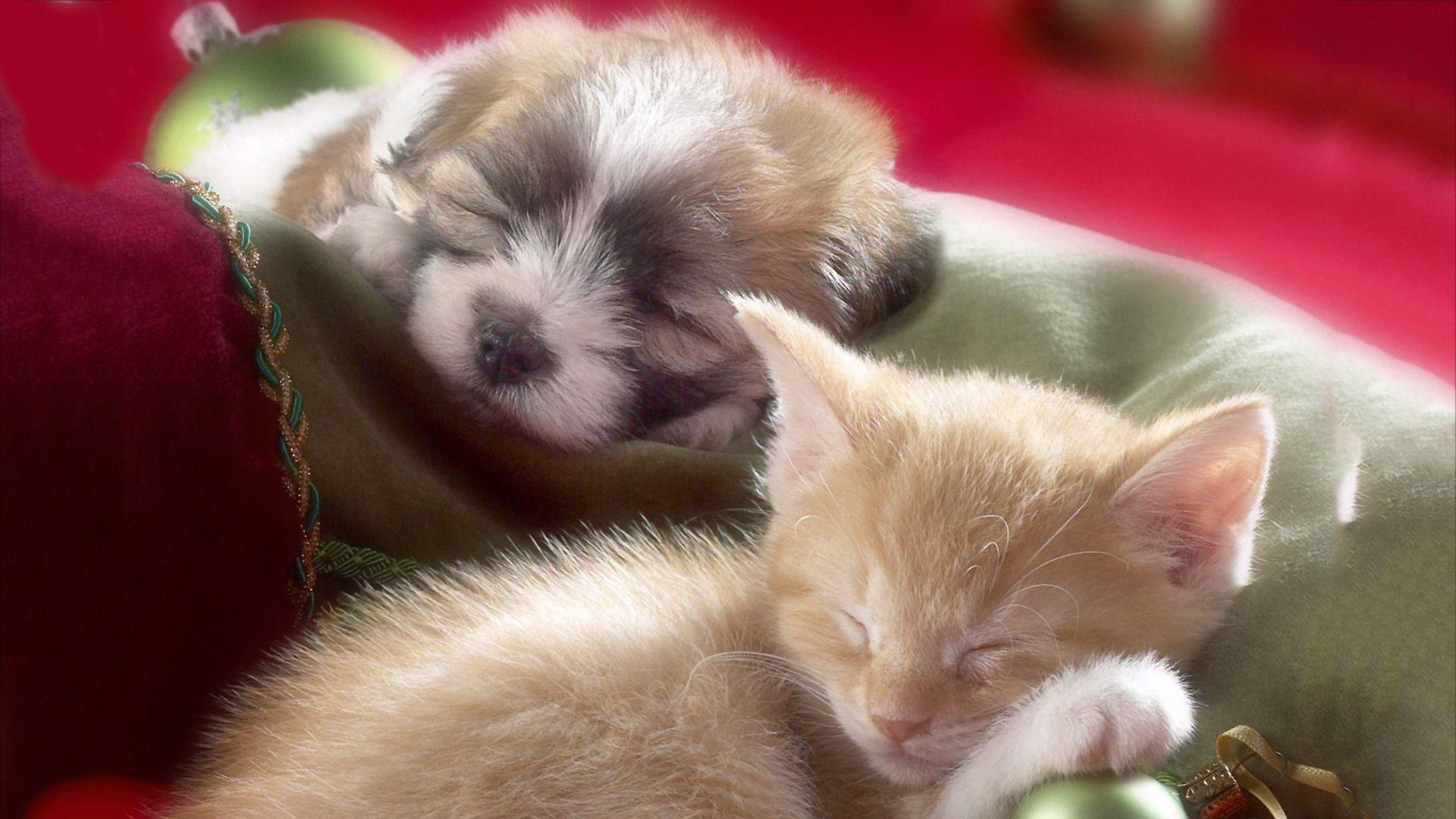 Puppies And Kittens Wallpapers Wallpaper Cave