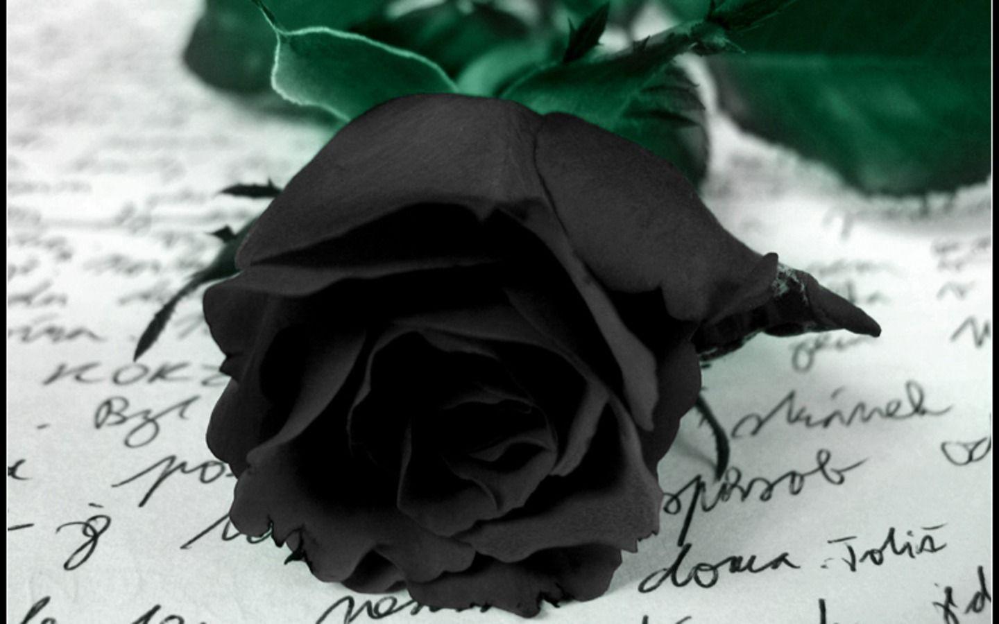 Black Rose Wallpapers Wallpaper Cave