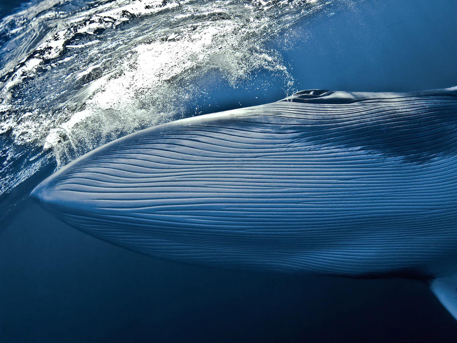 Blue Whale Wallpapers Wallpaper Cave