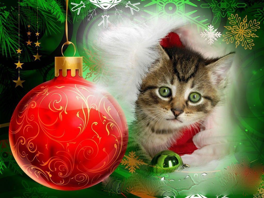Christmas Kitten Wallpapers Wallpaper Cave