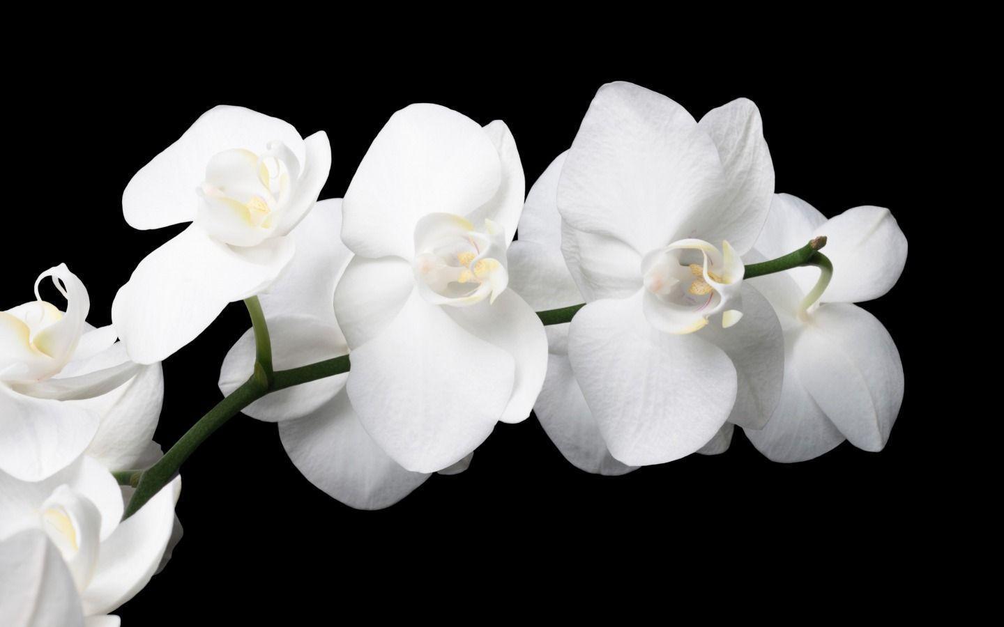 White Orchid Wallpapers Wallpaper Cave
