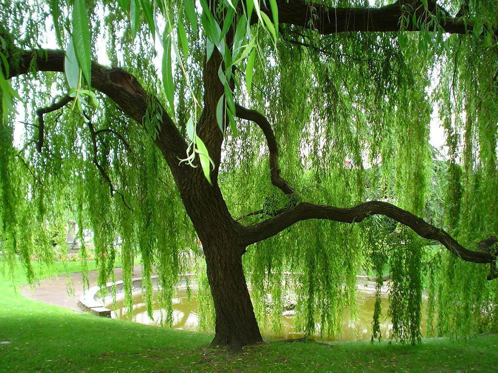 Weeping Willow Wallpapers Wallpaper Cave