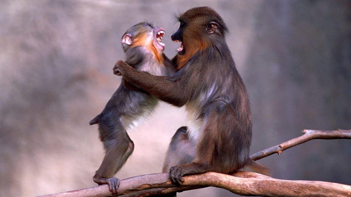 Monkey Wallpapers HD Wallpaper Cave
