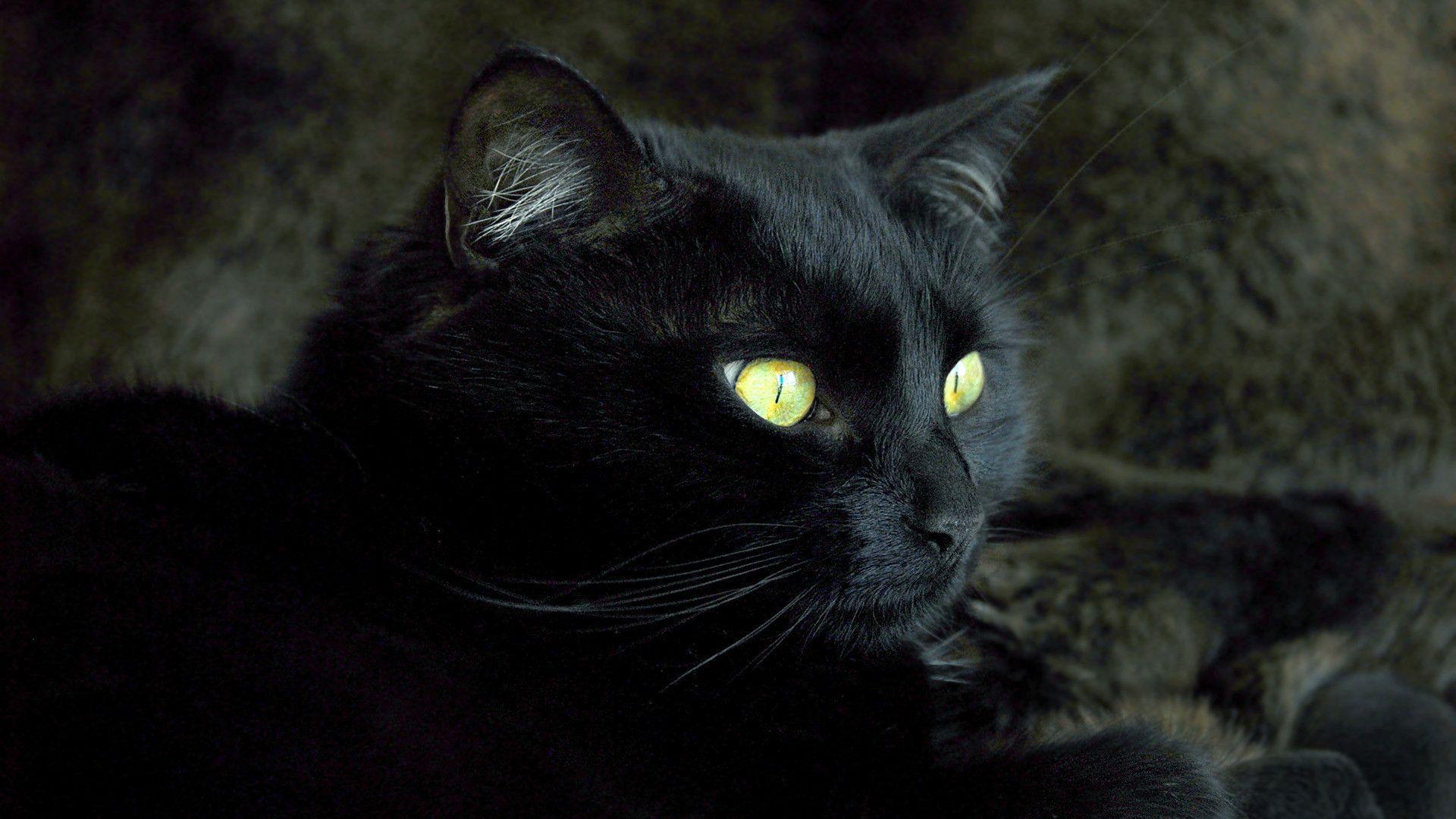 Wallpapers Black Cat Wallpaper Cave