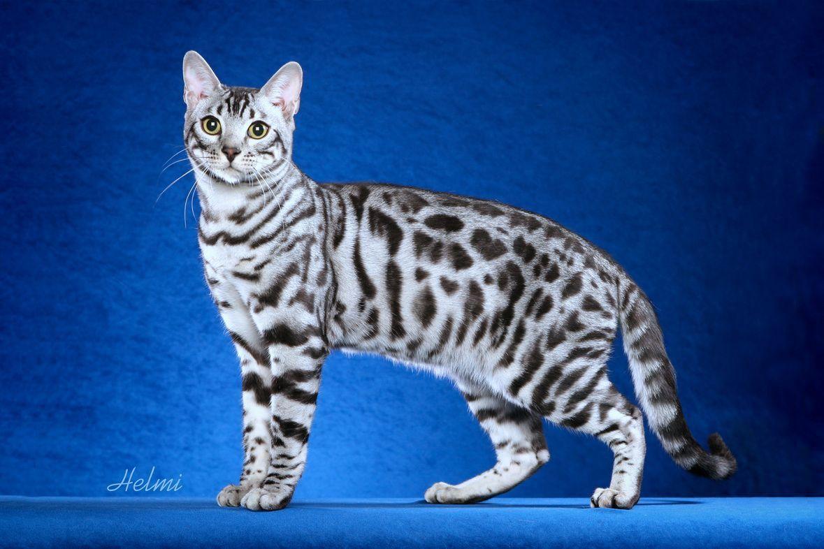 Bengal Cat Wallpapers Wallpaper Cave