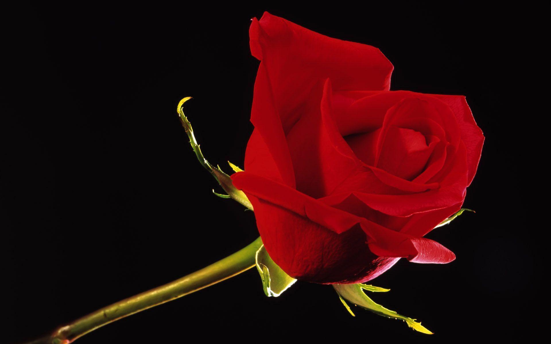 Red Rose Black Backgrounds Wallpaper Cave