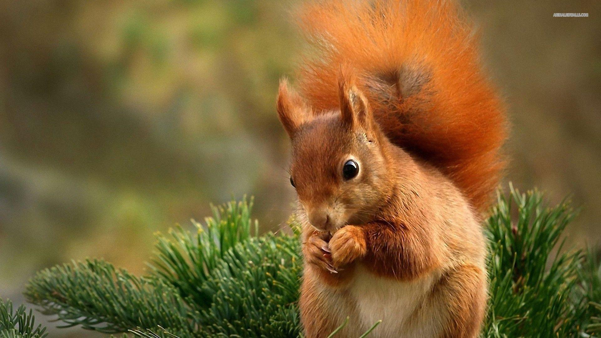 Squirrel Wallpapers Wallpaper Cave