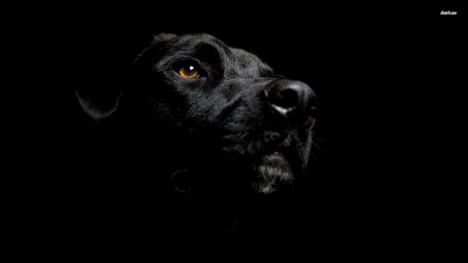 Black Labrador Wallpapers Wallpaper Cave