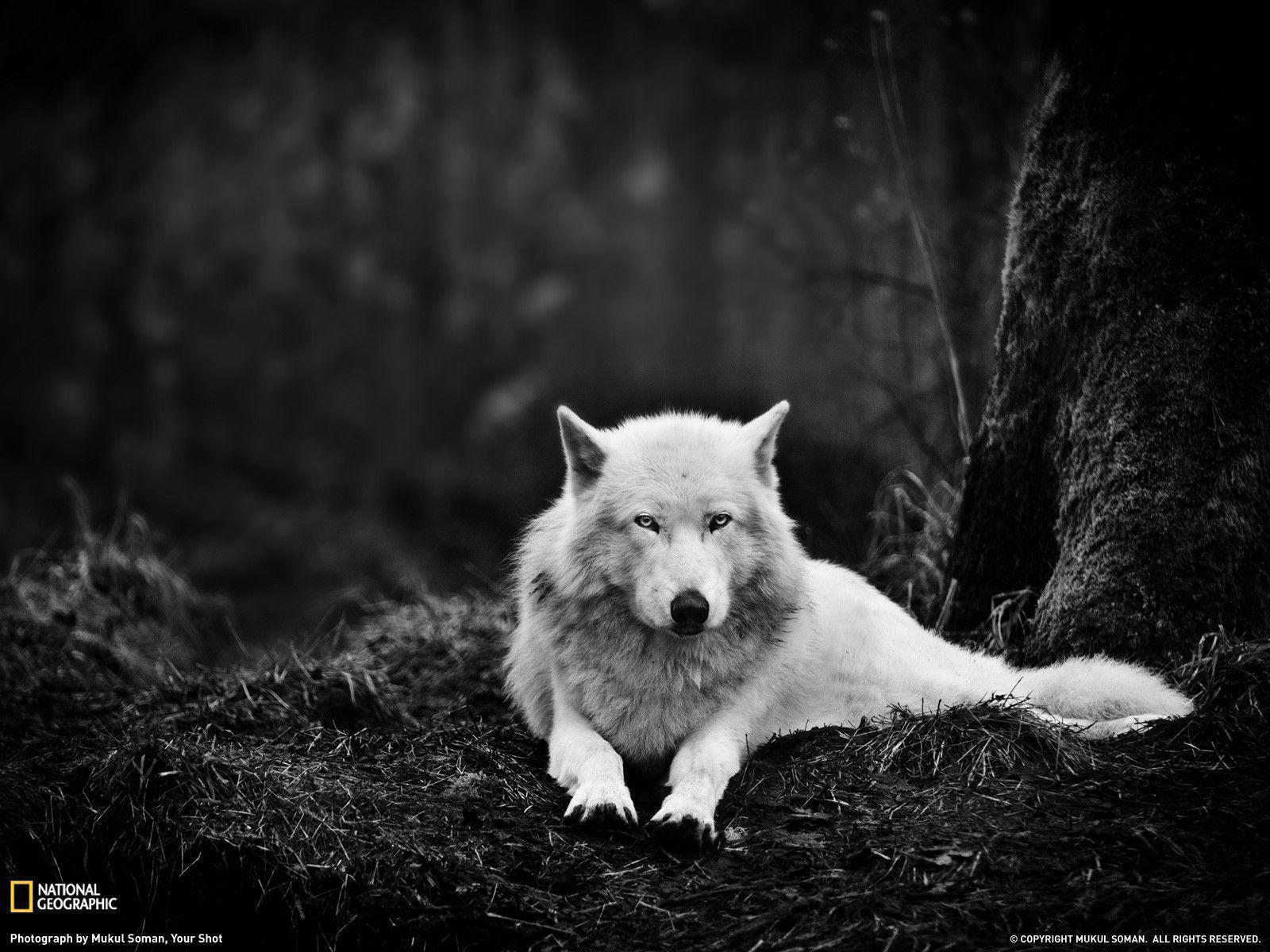 Gray Wolf Wallpapers Wallpaper Cave