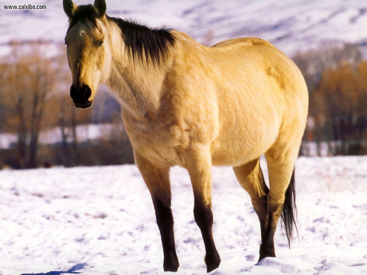 Quarter Horse Wallpapers Wallpaper Cave