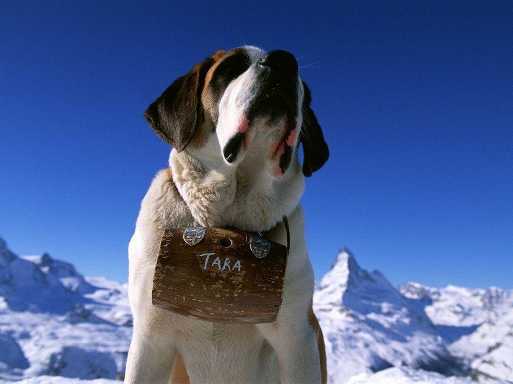 St. Bernard Wallpapers Wallpaper Cave