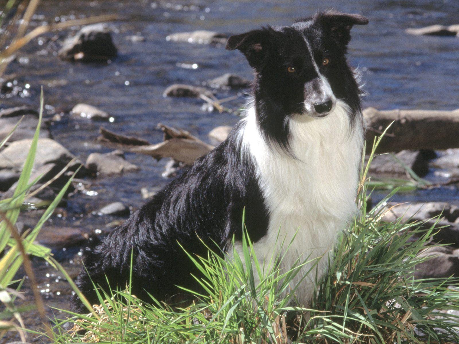 Border Collie Wallpapers Wallpaper Cave