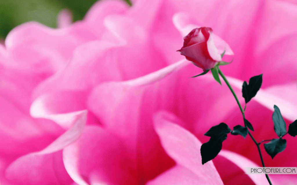 New Beautiful Flower Pictures / 100 000 Best Beautiful Flowers Photos