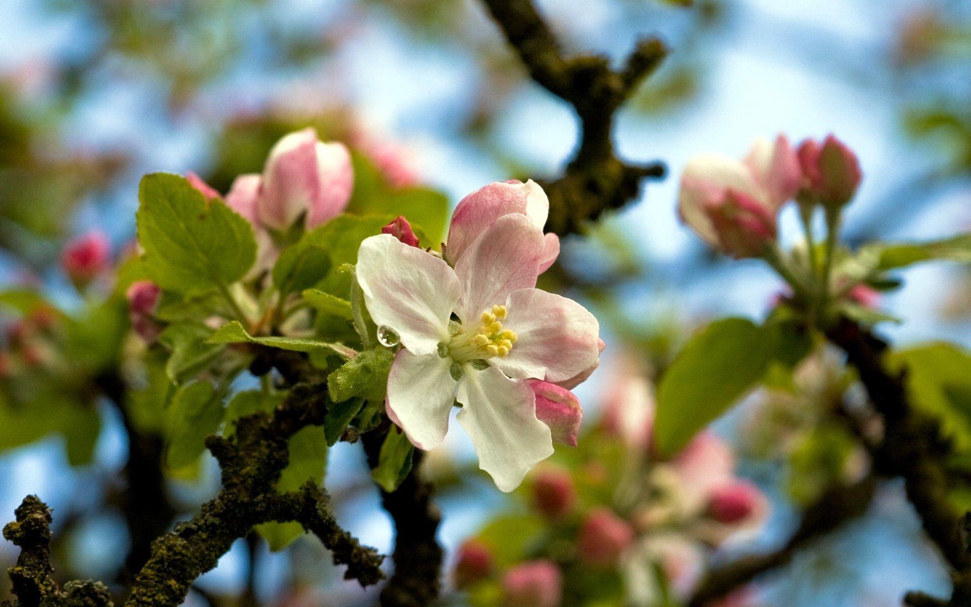 Apple Blossom Wallpapers Wallpaper Cave