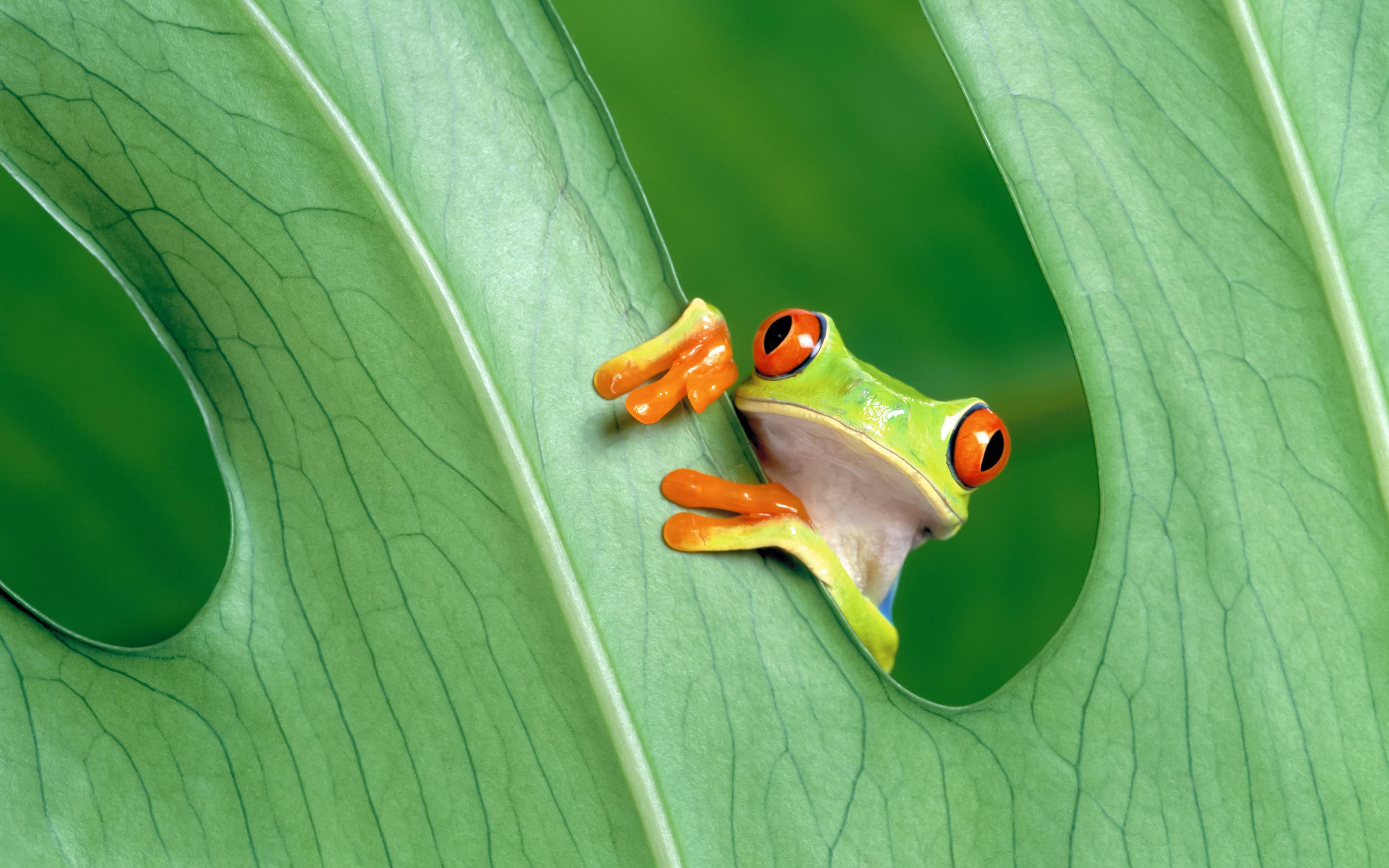 Frog Wallpapers Wallpaper Cave