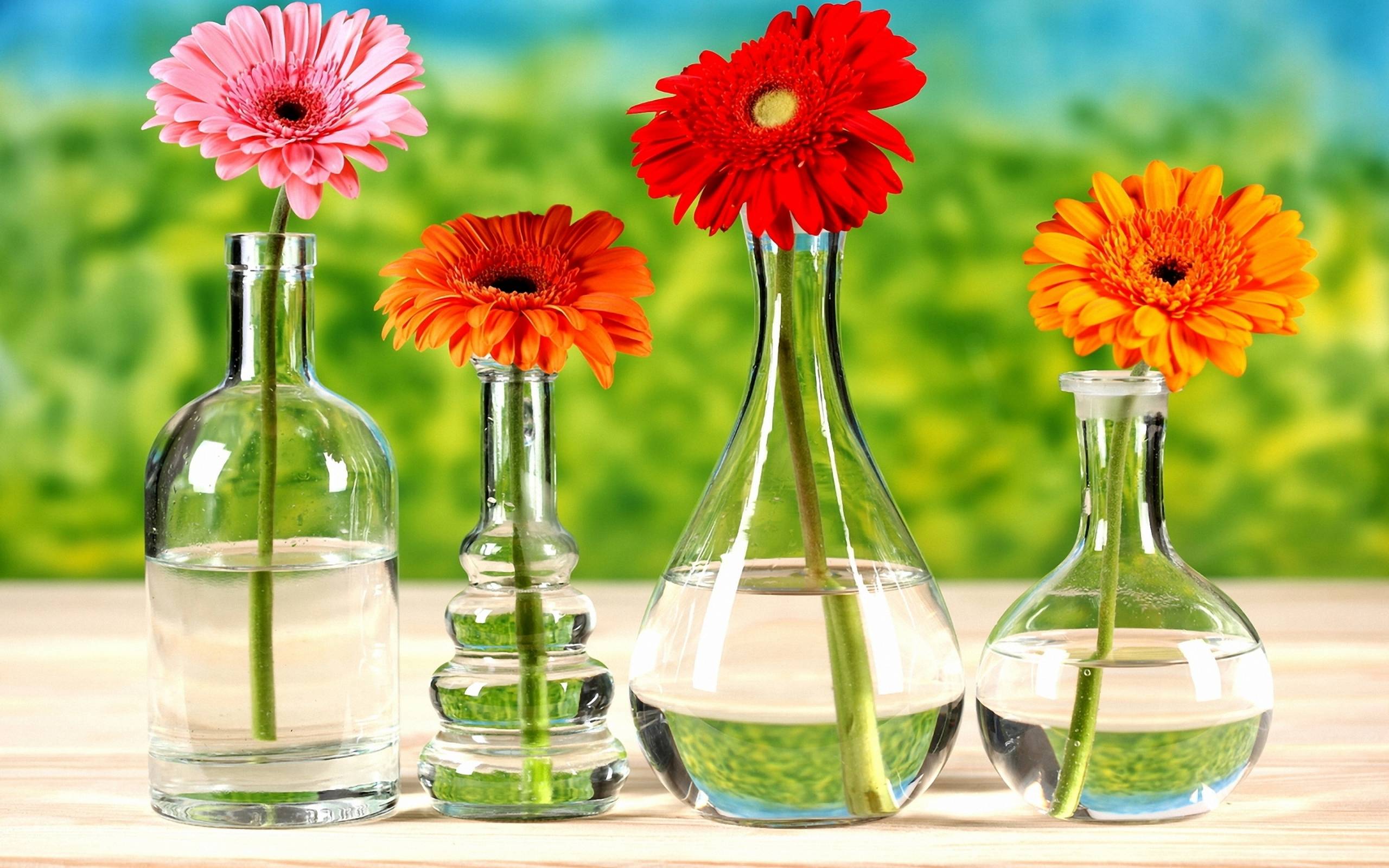 Gerbera Daisy Wallpapers Wallpaper Cave