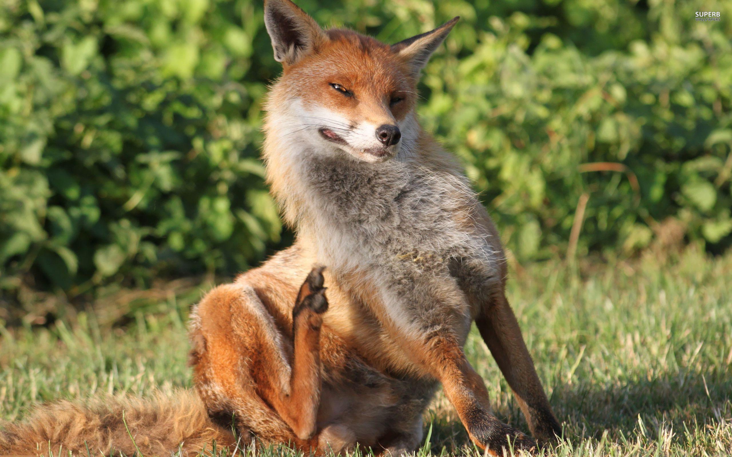 Fox Wallpapers Free Wallpaper Cave