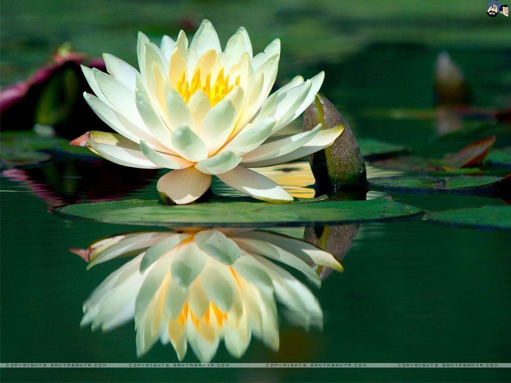 Water Lily Wallpapers Wallpaper Cave