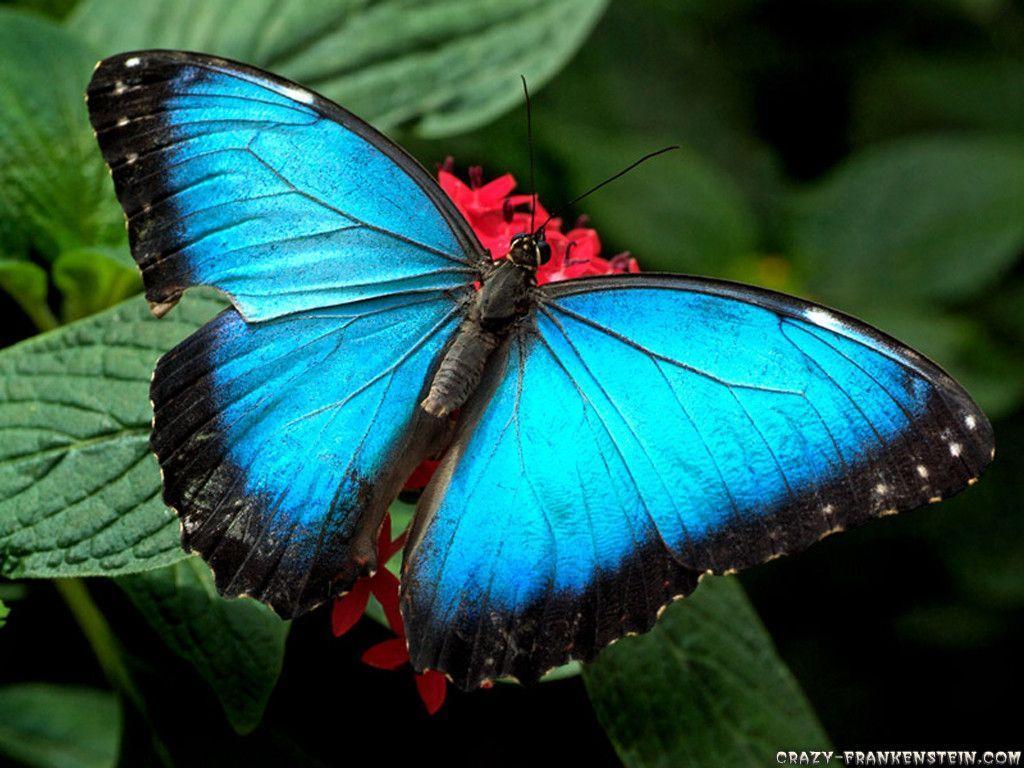 Wallpapers Of Butterflies Wallpaper Cave