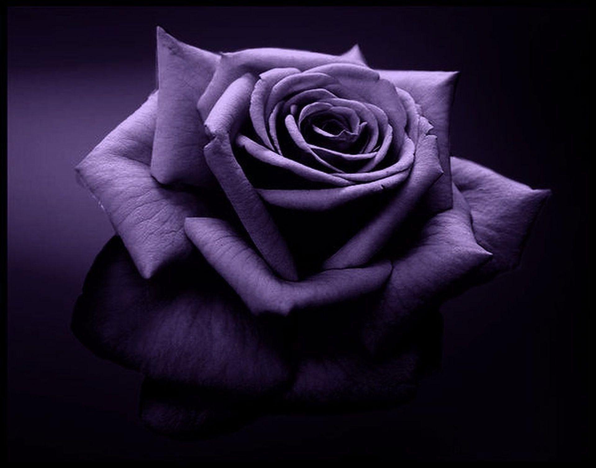 Purple Rose Backgrounds Wallpaper Cave