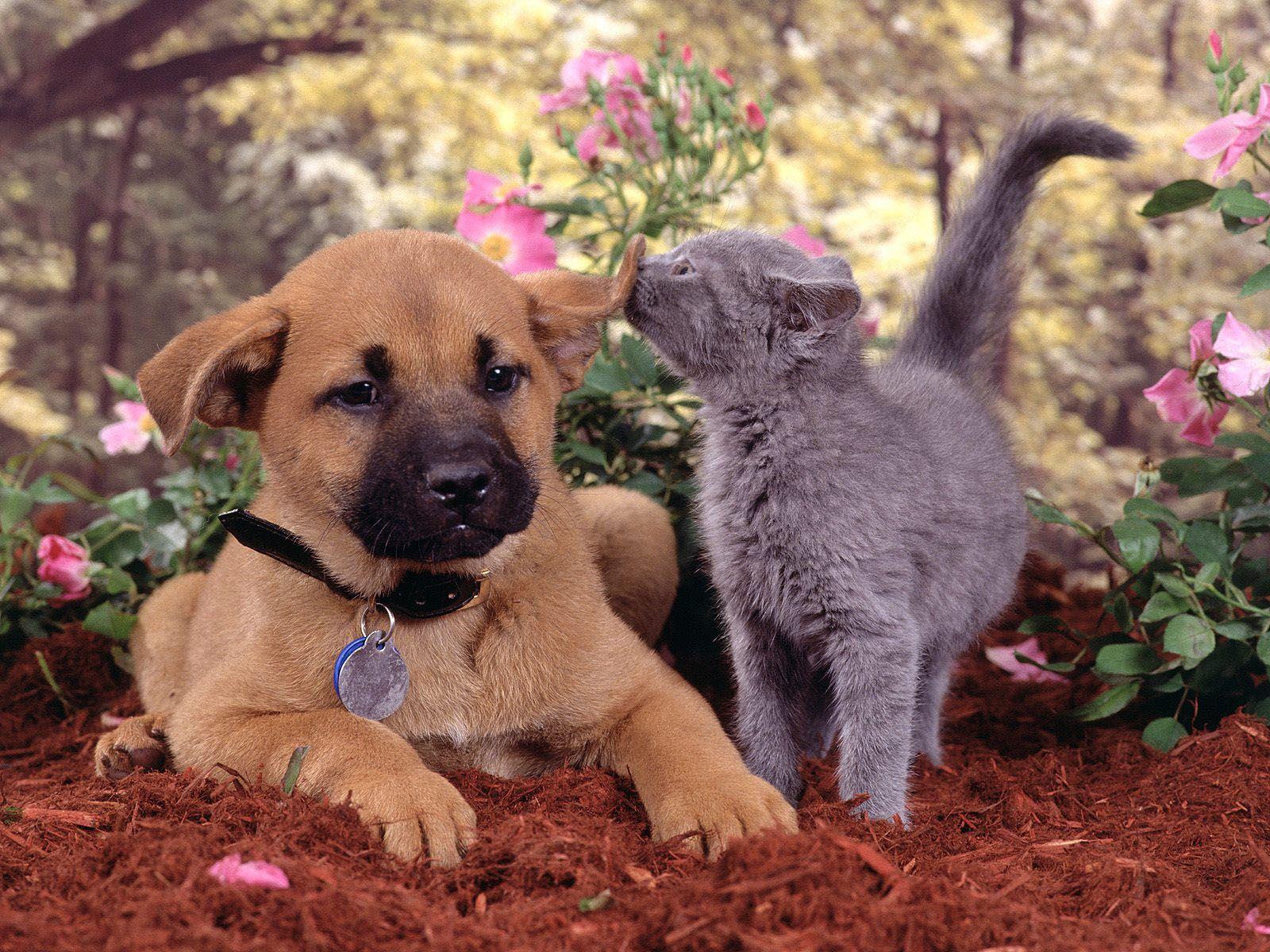 Cat And Dog Wallpapers Wallpaper Cave