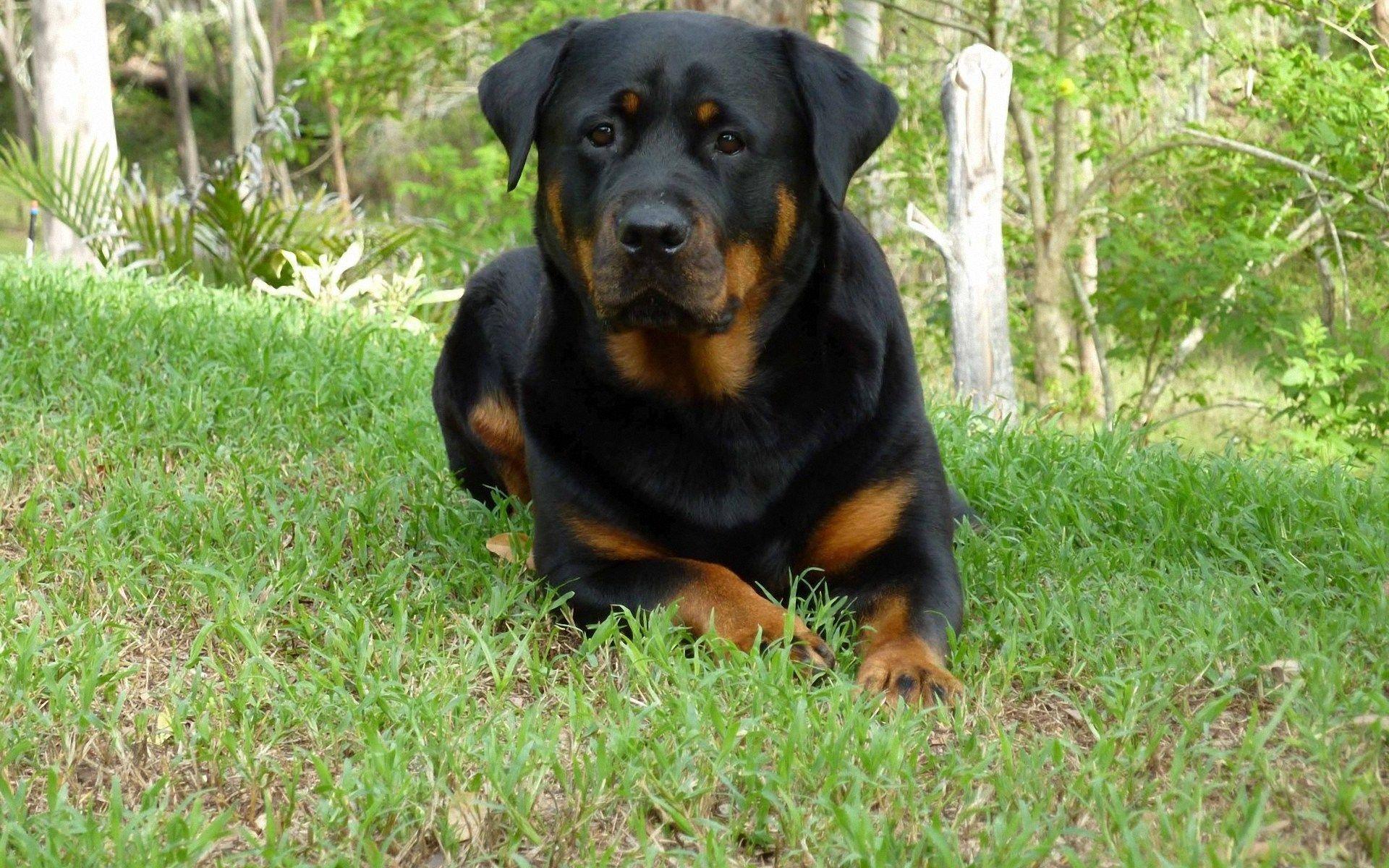 Rottweiler Wallpapers Wallpaper Cave