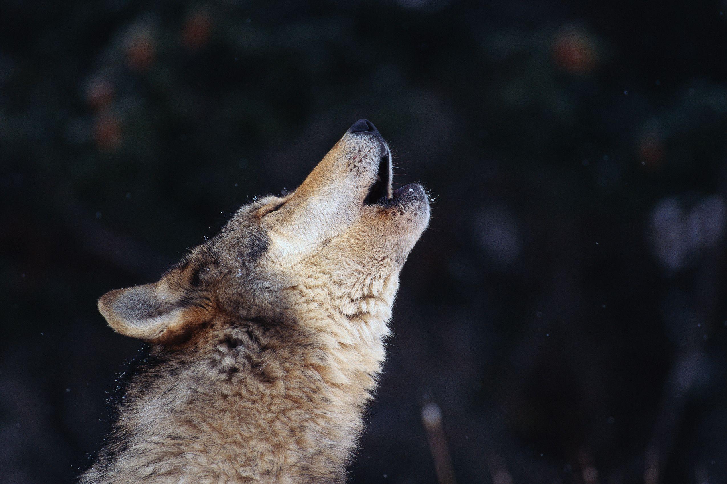 Wolf Howling Wallpapers Wallpaper Cave