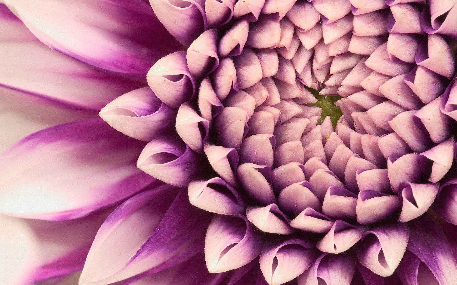 Dahlia Wallpapers Wallpaper Cave