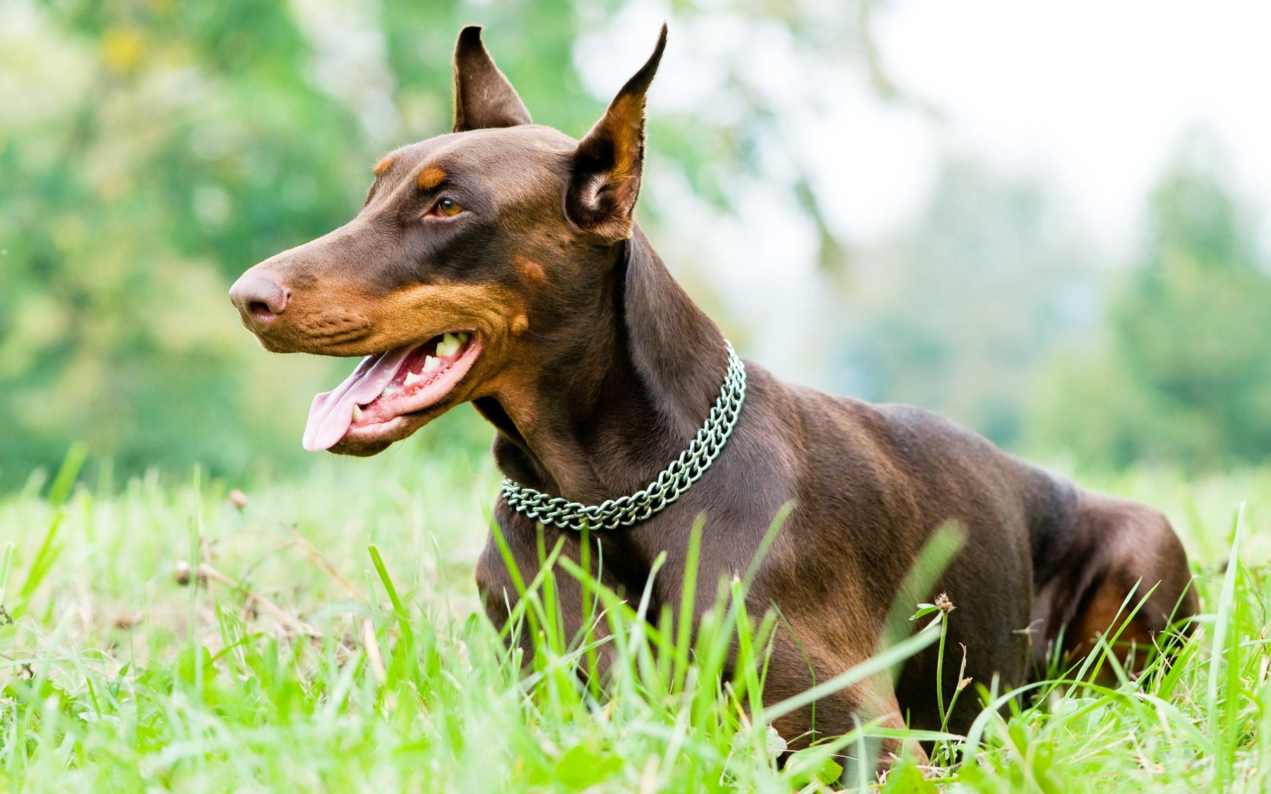 Doberman Wallpapers Wallpaper Cave