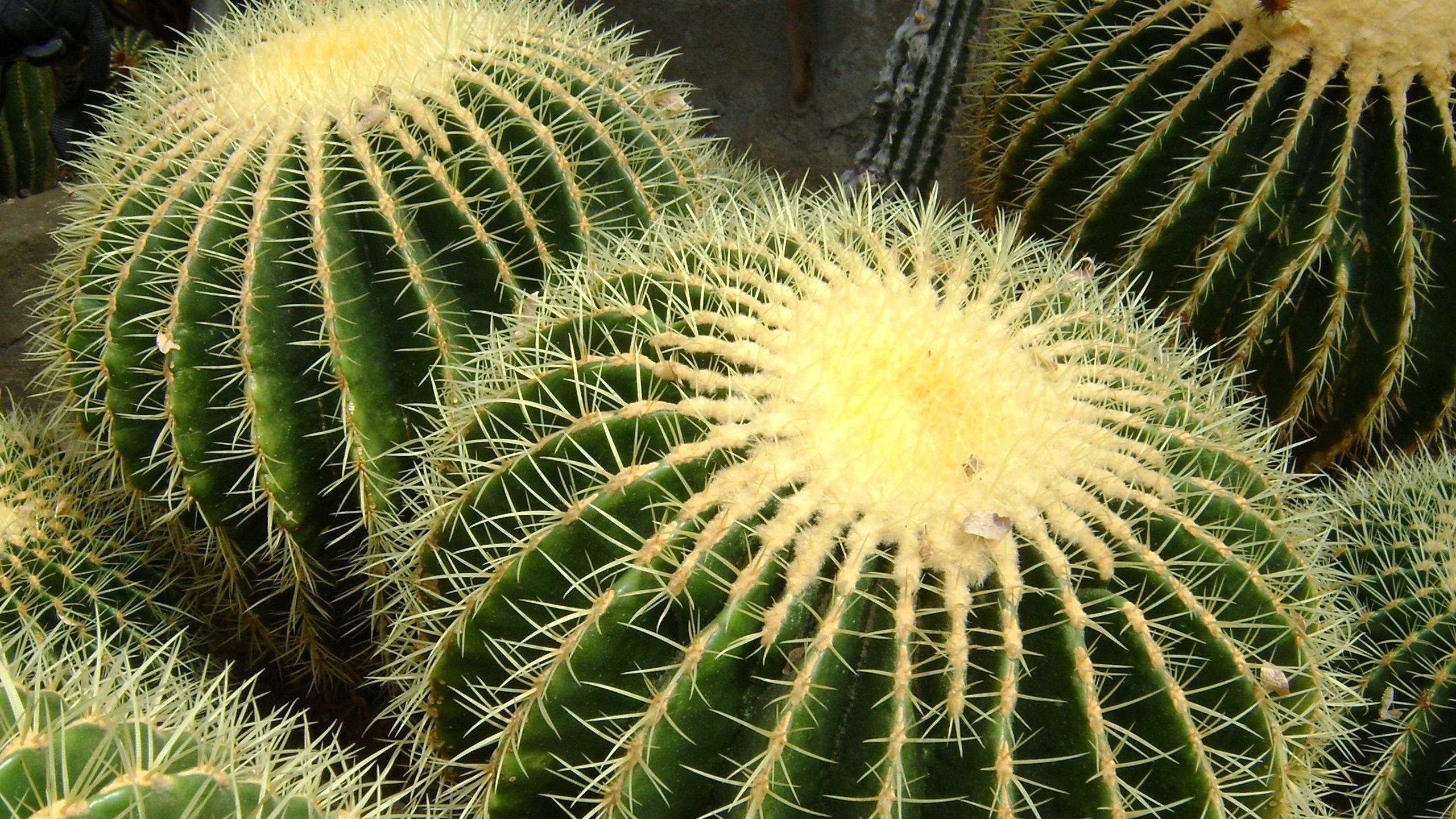 Cactus Wallpapers Wallpaper Cave